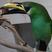 Andean Toucanet